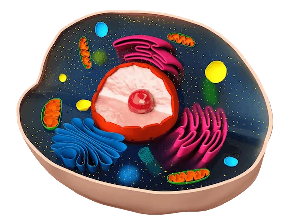 Célula. Sí, literalmente puse un diagrama de una célula